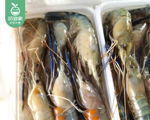 新鲜压冰海捕罗氏虾-软壳（500g±50g/箱 20-24条） 商品图5
