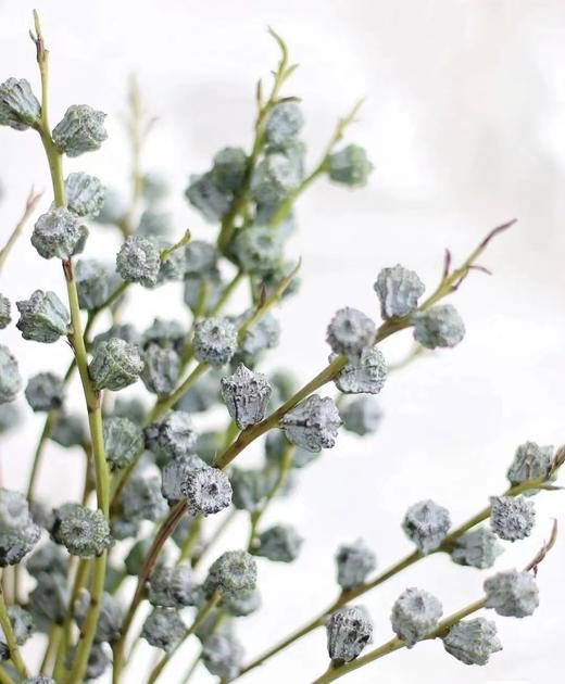 吉祥果（5枝） 商品图2