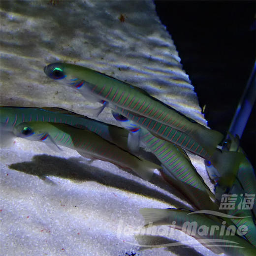 斑节喷射机 商品图4