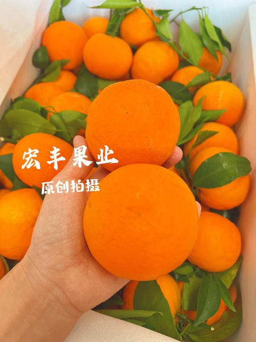 【宏丰精选 】沃柑  肉质脆嫩 水分足 活动价4.8元一斤 商品图7