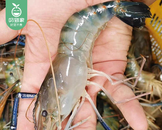 新鲜压冰海捕罗氏虾-软壳（500g±50g/箱 20-24条） 商品图2