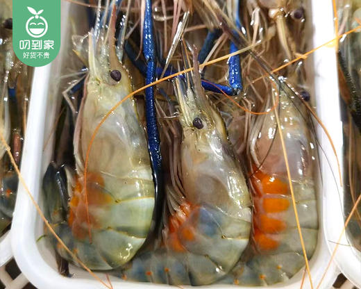 新鲜压冰海捕罗氏虾-软壳（500g±50g/箱 20-24条） 商品图1
