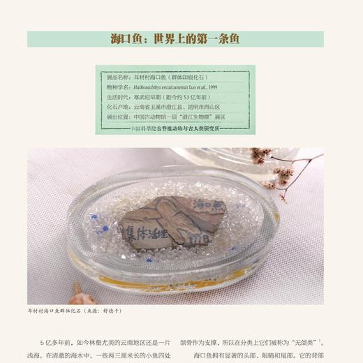 走进中国科学院博物馆：听化石的故事 商品图2
