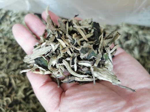 月光白散茶 早春 350克/400克箱 花香好 商品图2