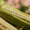 生态玉米 | 合作生产* Ecological Corn | Coproduction 商品缩略图2