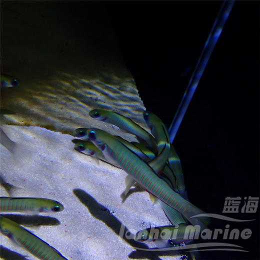 斑节喷射机 商品图7