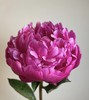 【红艳奔放】芍药-莎拉  红色 5枝/扎 商品缩略图3