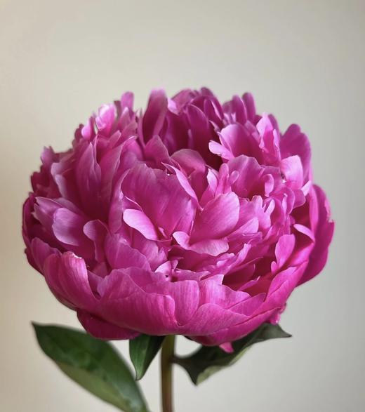 【红艳奔放】芍药-莎拉  红色 5枝/扎 商品图3