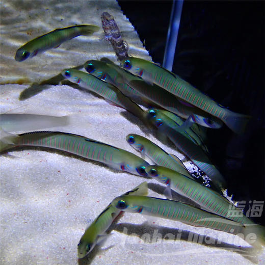 斑节喷射机 商品图3