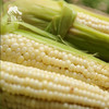 生态玉米 | 合作生产* Ecological Corn | Coproduction 商品缩略图3