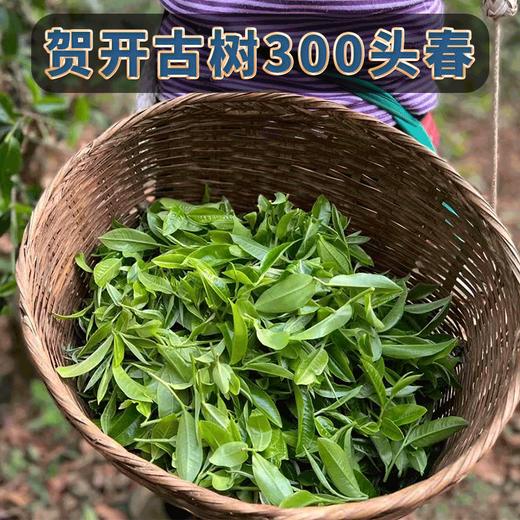 2022新茶春茶贺开古树茶龙须贡饼普洱茶生茶饼云南七子饼357g 商品图6