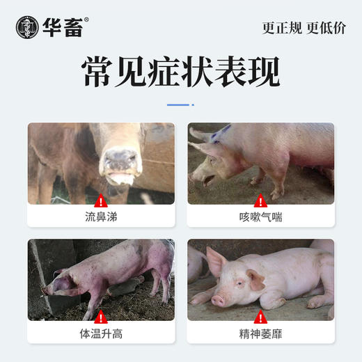【积分兑换】华畜双黄连注射液 主治外感风热 肺热咳喘 猪牛羊用 商品图1