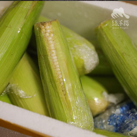 生态玉米 | 合作生产* Ecological Corn | Coproduction 商品图6