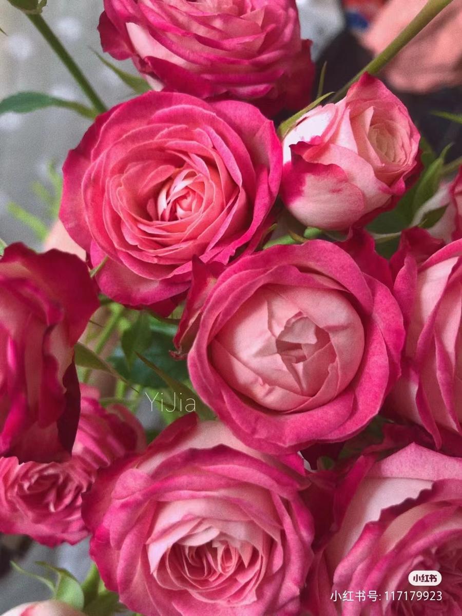 方德嘉荷 多头玫瑰 欣怡 a级 75-90cm左右 10支 超长花期 质量保证