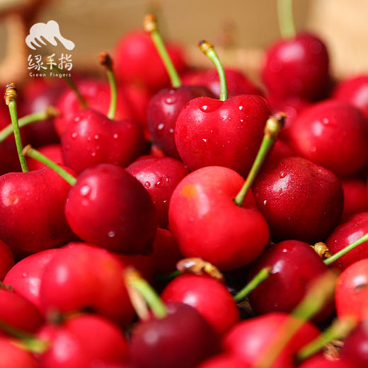 生态四川小金樱桃 |合作生产* Ecological  cherry ｜Coproducted 商品图3