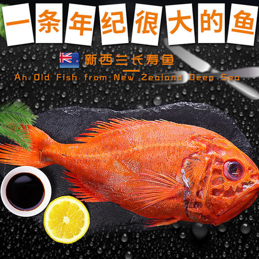 野生长寿鱼（大西洋胸棘鲷）（整条）1.3-1.55kg/条（新西兰） 商品图0