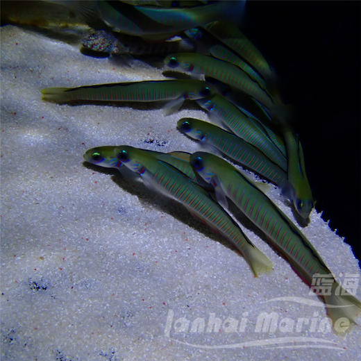 斑节喷射机 商品图6