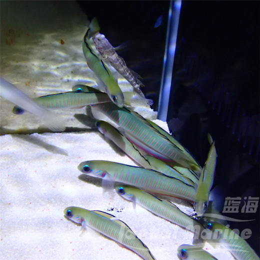 斑节喷射机 商品图2