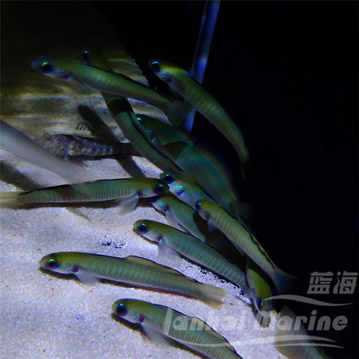 斑节喷射机 商品图5