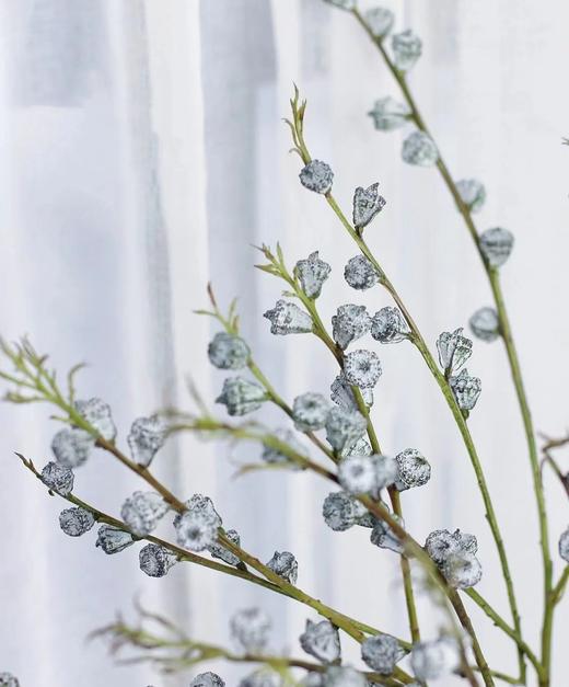 吉祥果（5枝） 商品图1