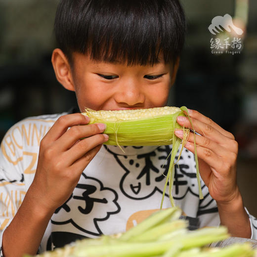 生态玉米 | 合作生产* Ecological Corn | Coproduction 商品图8