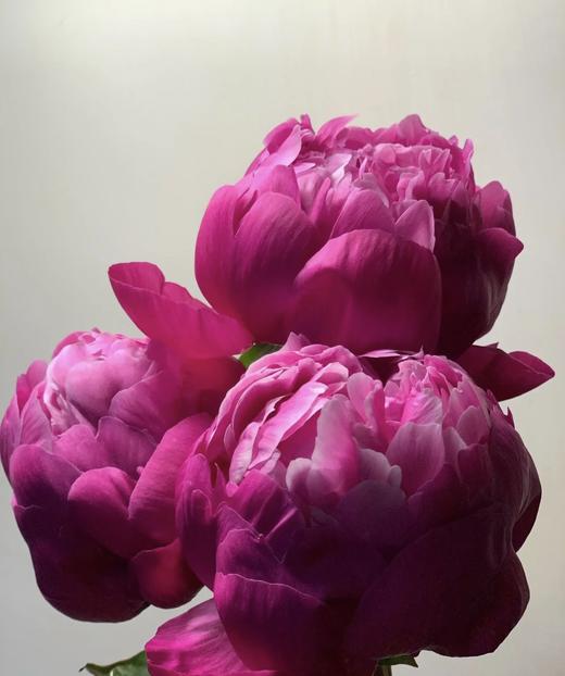 【红艳奔放】芍药-莎拉  红色 5枝/扎 商品图9