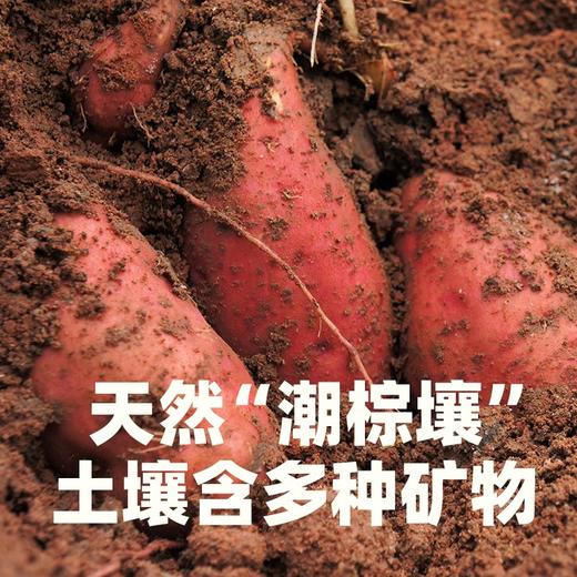 无公害认证 | 崂山蜜薯黄蜜系列 汀甜金蜜/山地蜜薯烤薯/无添加蜜薯干红薯干 无熏硫红薯粉丝 新鲜番薯零食食材(三种规格可选) 商品图4