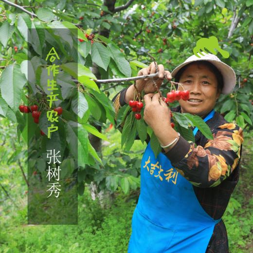 生态樱桃干 | 合作生产*Dried cherry | Coproducted 商品图6