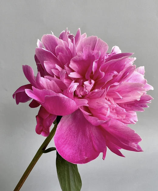 【红艳奔放】芍药-莎拉  红色 5枝/扎 商品图4