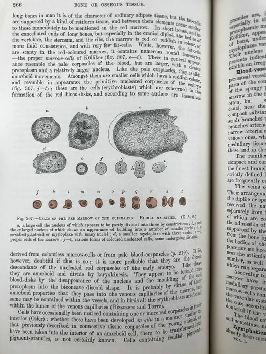 1898年 奎恩解剖学要点（卷1，分2册） 近700幅插图 漆布精装16开 商品图13