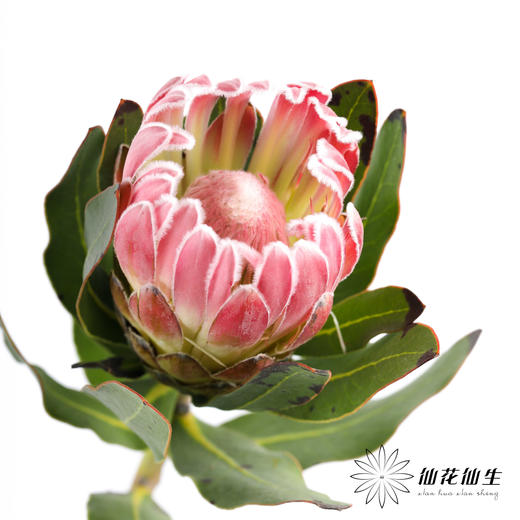 南非花材 | 公主嘉年华【无叶片,介意慎拍】 商品图4