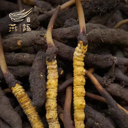 冬虫夏草礼盒装（极草.雪域珍品）（30支小瓶） 商品图3