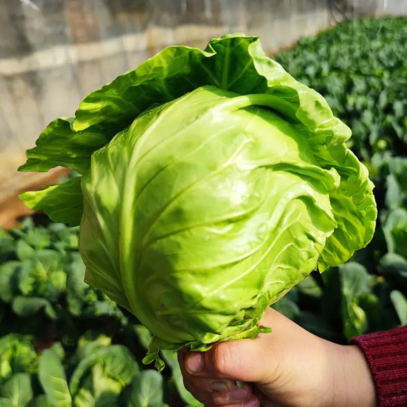每日现砍 农家种植绿甘蓝 口感脆嫩 新鲜爽口 圆白菜 1斤