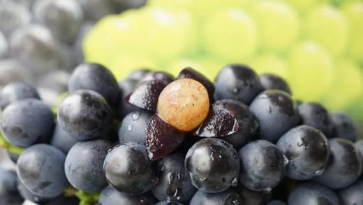 【英德横石塘】夏黑葡萄（一级果）2000g 商品图2