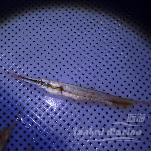 刀片/虾鱼 商品图2
