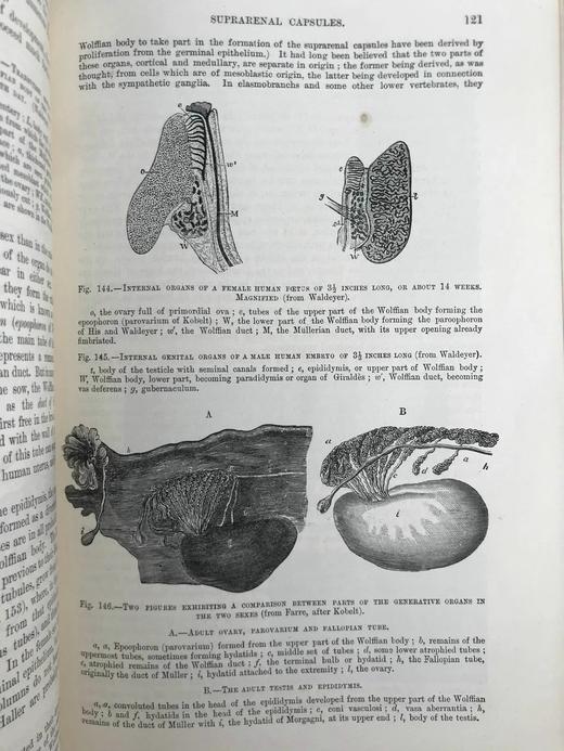 1898年 奎恩解剖学要点（卷1，分2册） 近700幅插图 漆布精装16开 商品图7