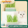 派可为猫草种子籽无土水培懒人盆栽成幼猫咪薄荷零食用品 商品缩略图0