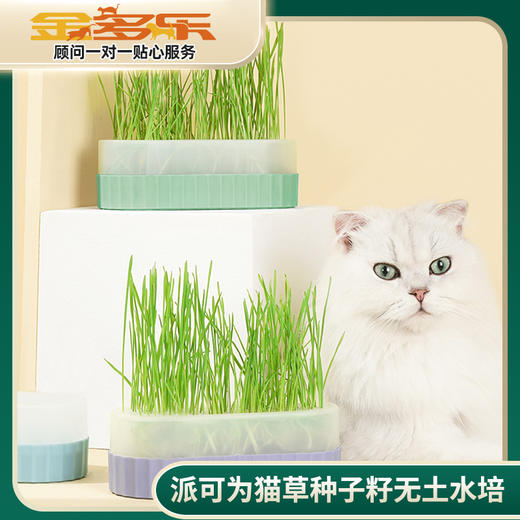 派可为猫草种子籽无土水培懒人盆栽成幼猫咪薄荷零食用品 商品图0