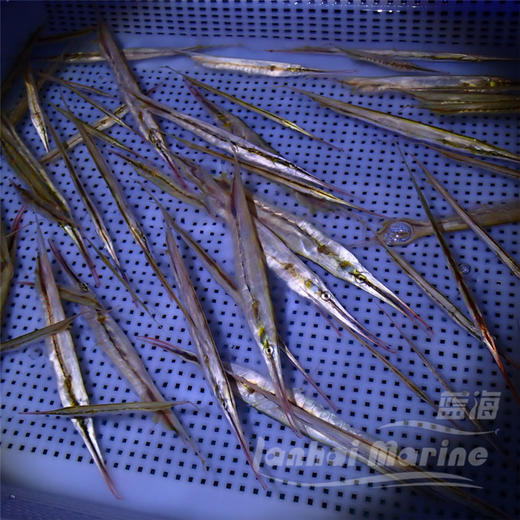 刀片/虾鱼 商品图1