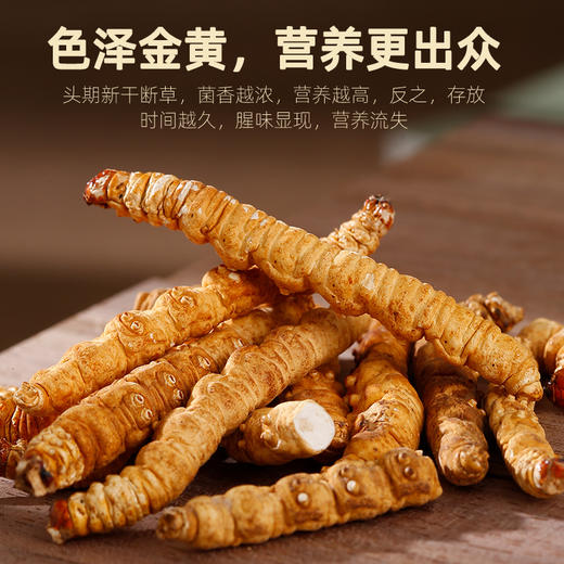 【杞里香冬虫夏草断草5g】东虫草茶干货无礼盒装高性价比（断草） 商品图2