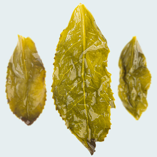 基地直发-有机茶清香型铁观音70g 商品图3