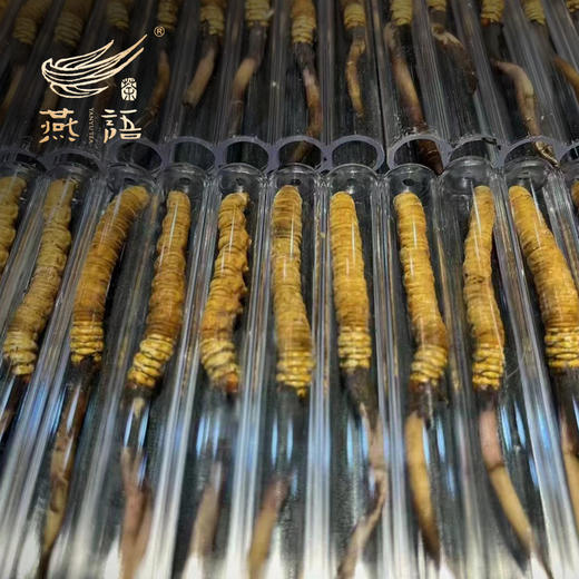 冬虫夏草礼盒装（极草.雪域珍品）（30支小瓶） 商品图4