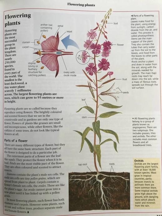 牛津插图百科全书 约千幅彩色插图 精装16开 商品图10