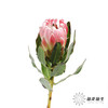 南非花材 | 公主嘉年华【无叶片,介意慎拍】 商品缩略图5