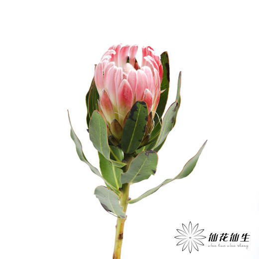 南非花材 | 公主嘉年华【无叶片,介意慎拍】 商品图5