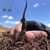 冬虫夏草礼盒装（极草.雪域珍品）（30支小瓶） 商品缩略图5