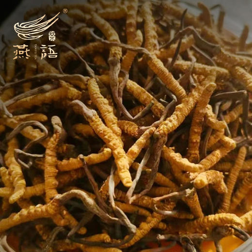 冬虫夏草礼盒装（极草.雪域珍品）（30支小瓶） 商品图6