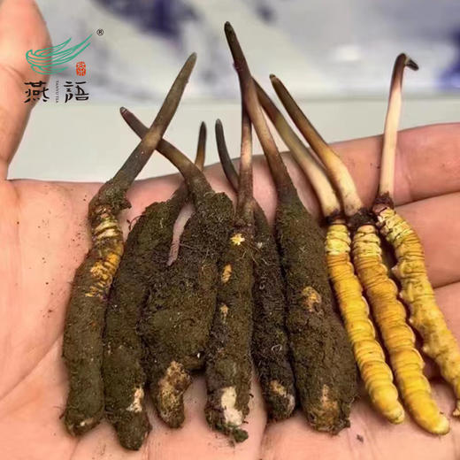 冬虫夏草礼盒装（极草.雪域珍品）（30支小瓶） 商品图2
