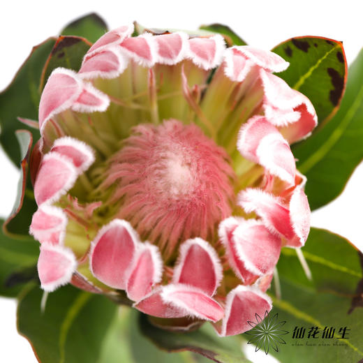 南非花材 | 公主嘉年华【无叶片,介意慎拍】 商品图3