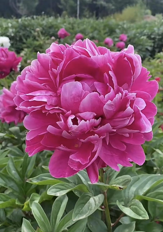 【红艳奔放】芍药-莎拉  红色 5枝/扎 商品图2